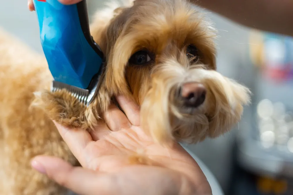 Peluquera profesional recortando el pelo de un perro con máquina en Patitas Pet Shop