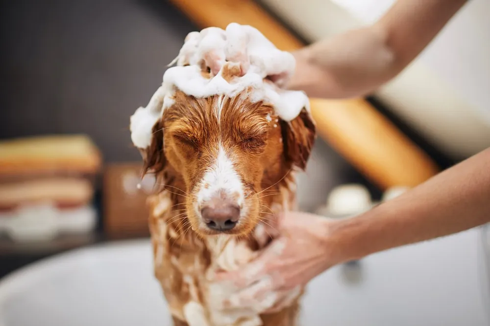 Perro disfrutando de un baño relajante con agua y shampoo