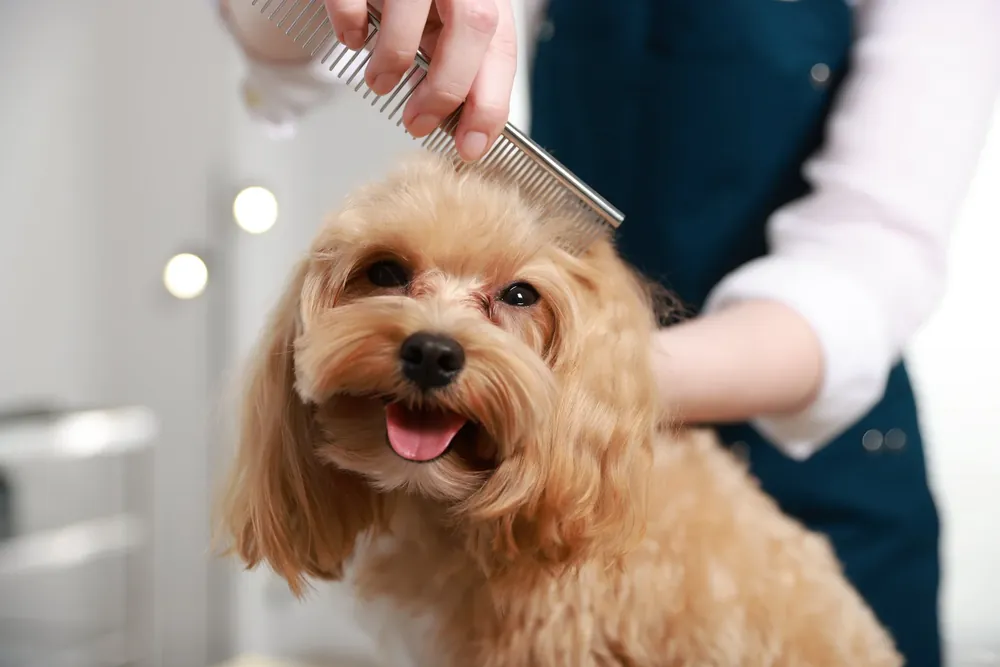 Profesional peinando y cuidando con delicadeza la cabeza de un perro durante la peluquería